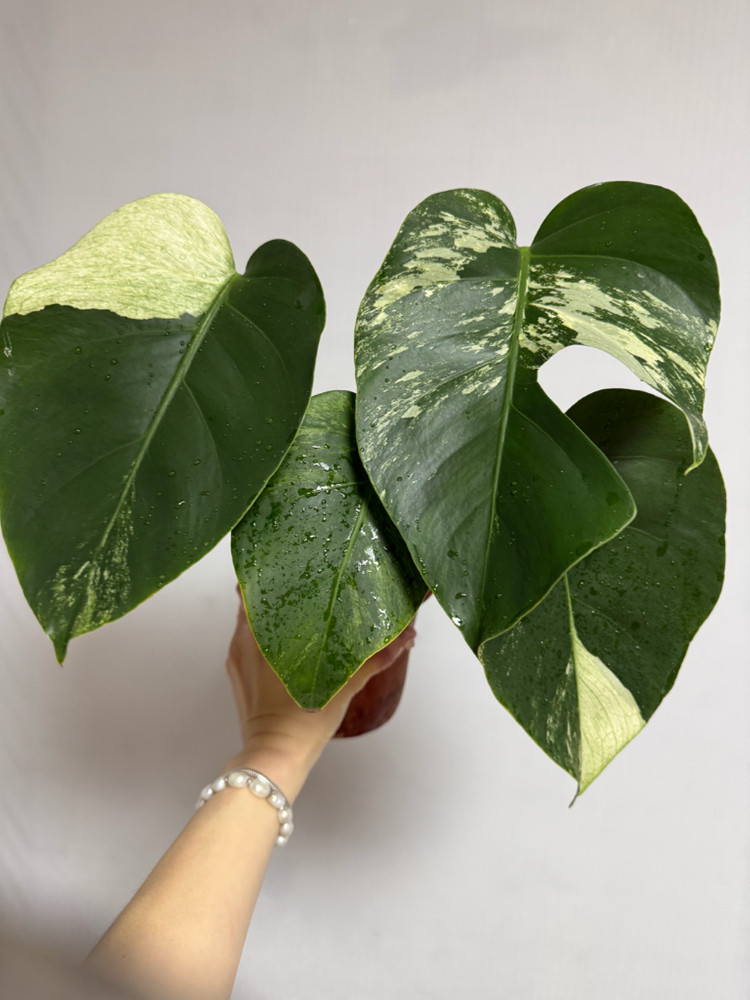 몬스테라 믹스드민트--4