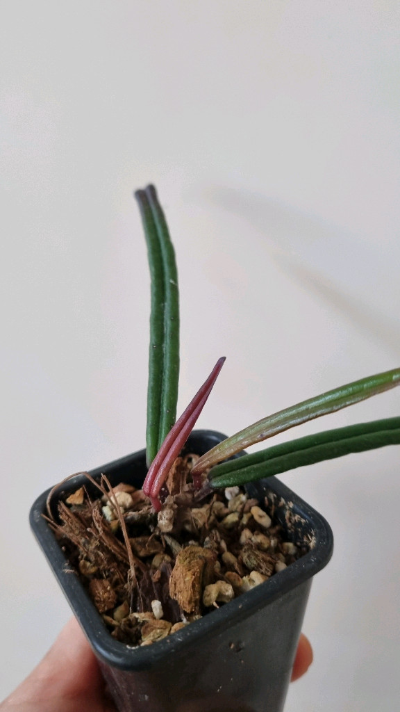 호야 인슐라리스--2