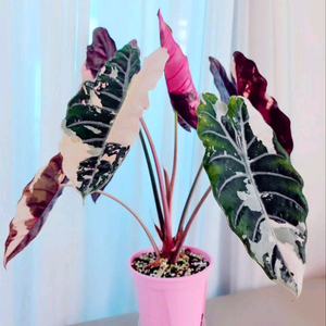 알로카시아 찬트리에 바리에가타