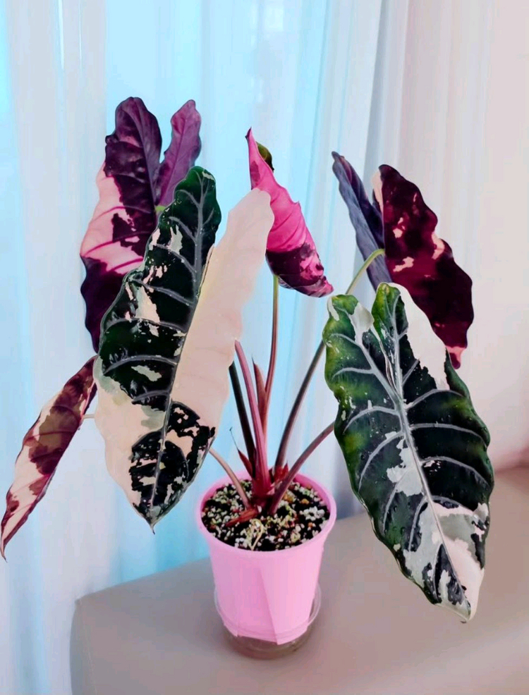 알로카시아 찬트리에 바리에가타--2