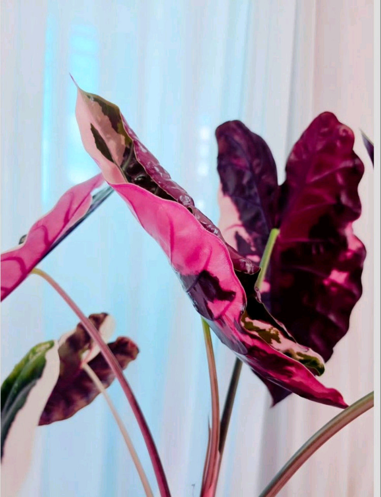 알로카시아 찬트리에 바리에가타--4