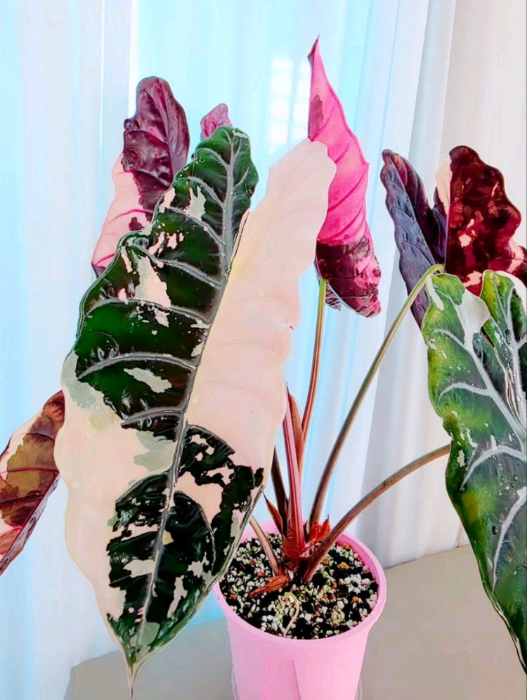 알로카시아 찬트리에 바리에가타--6