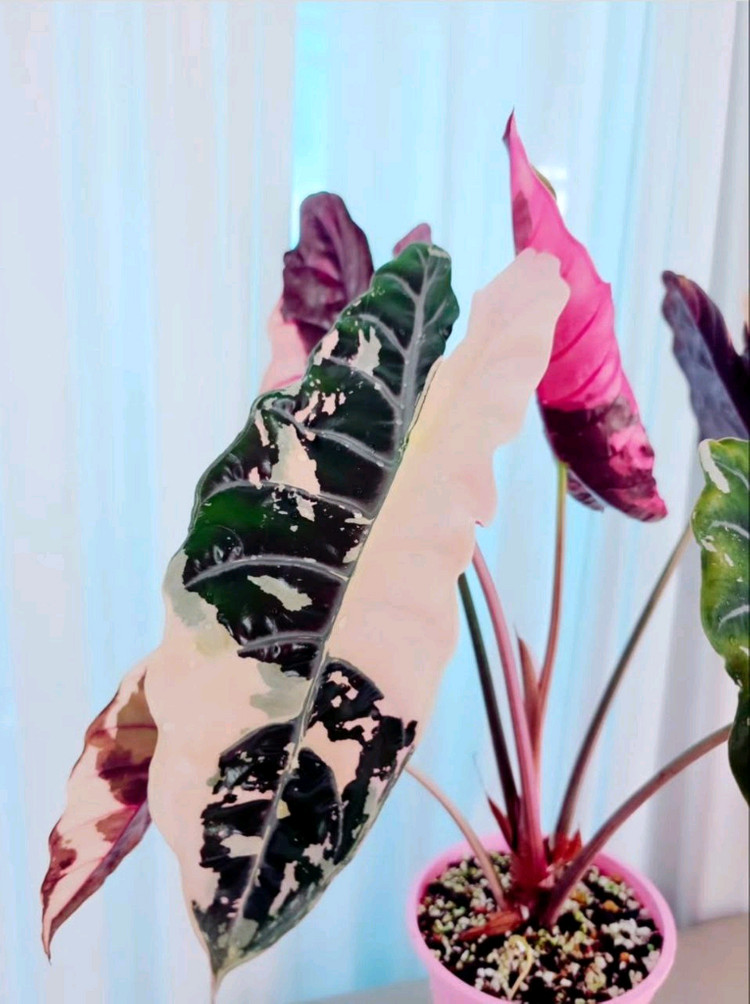 알로카시아 찬트리에 바리에가타--7