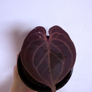 안스리움 킹오스