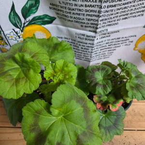 제라늄 2종분양 ㅡ 시크그랑프리 ㆍ볼빨간소녀