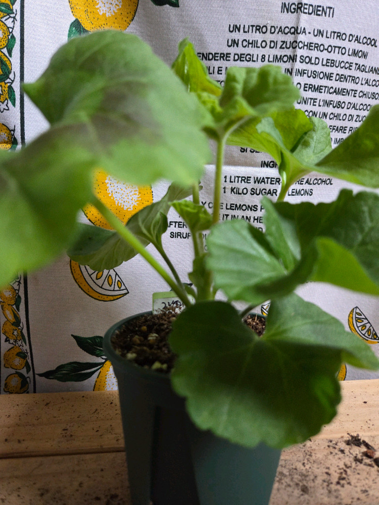 제라늄 2종분양 ㅡ 시크그랑프리 ㆍ볼빨간소녀--1