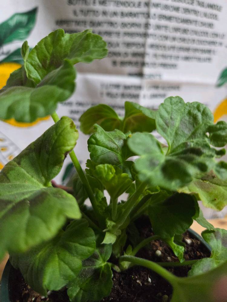 제라늄 2종분양 ㅡ 시크그랑프리 ㆍ볼빨간소녀--2