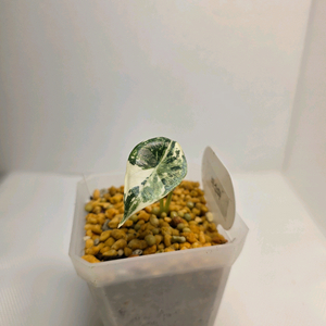 알로카시아 비스마 플래티넘 알보