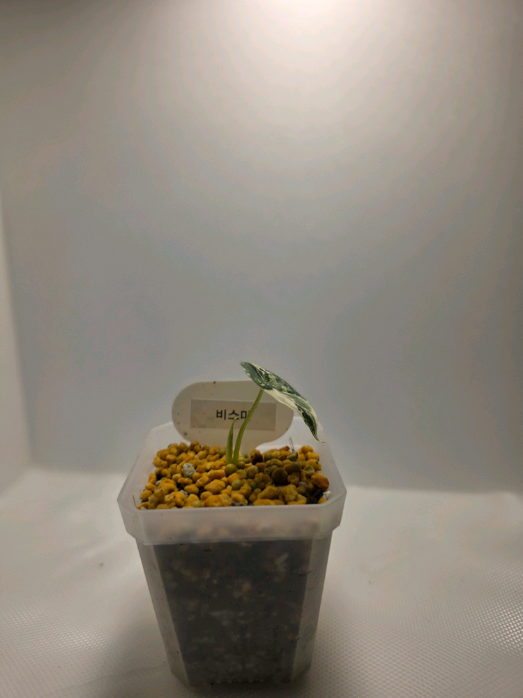 알로카시아 비스마 플래티넘 알보--1