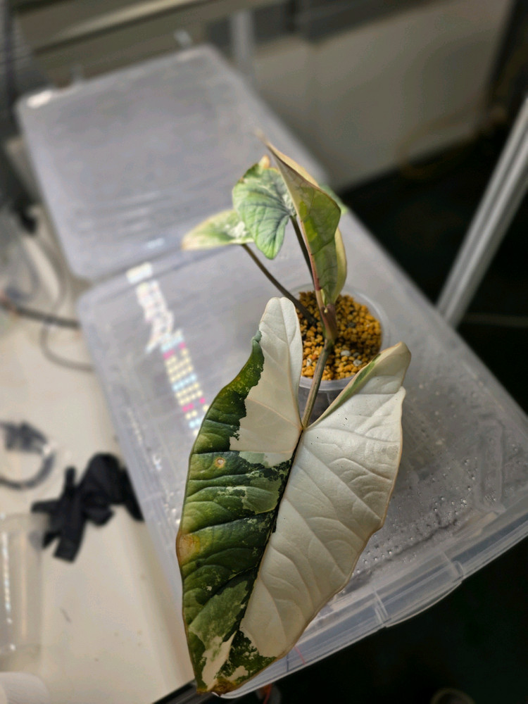 알로카시아 비스마 플래티넘 알보--3