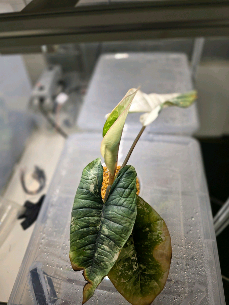 알로카시아 비스마 플래티넘 알보--4