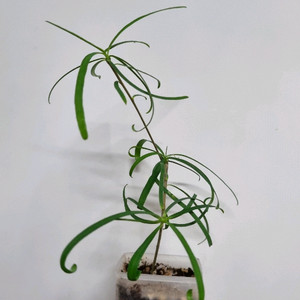 유포르비아 헤데오토이데스