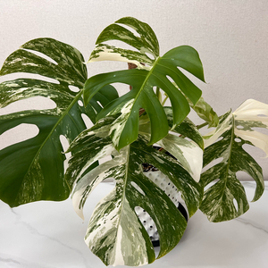 몬스테라 보르시지아나 알보