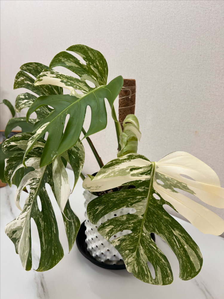몬스테라 보르시지아나 알보--1