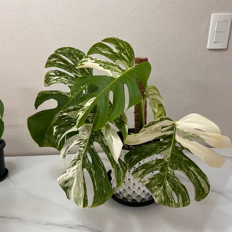몬스테라 보르시지아나 알보--2