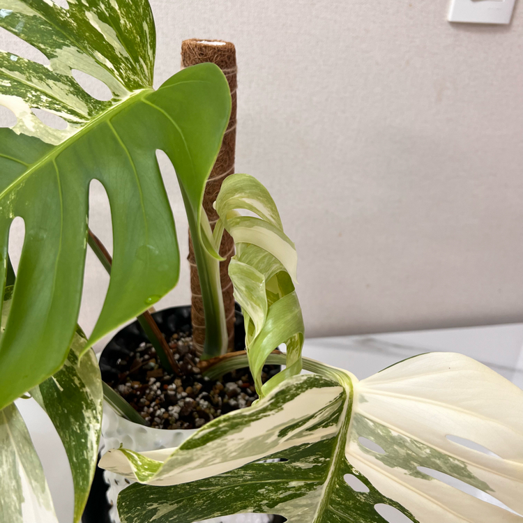 몬스테라 보르시지아나 알보--3