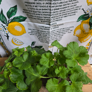 제라늄 2종분양 ㅡ 돈후안ㆍ가을의키스