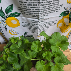 제라늄 2종분양 ㅡ 돈후안ㆍ가을의키스