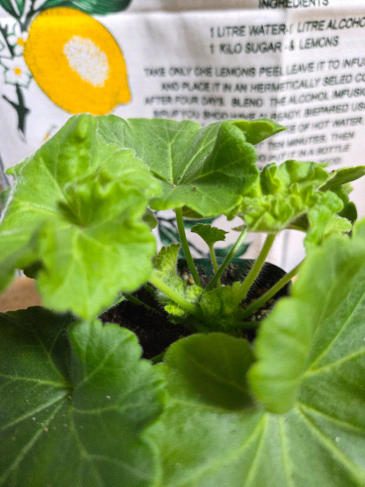 제라늄 2종분양 ㅡ 돈후안ㆍ가을의키스--1