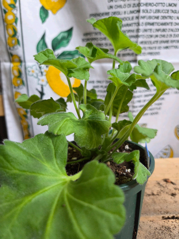 제라늄 2종분양 ㅡ 돈후안ㆍ가을의키스--2