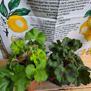 제라늄 2종분양 ㅡ 제우스의꽃 ㆍ유벨라