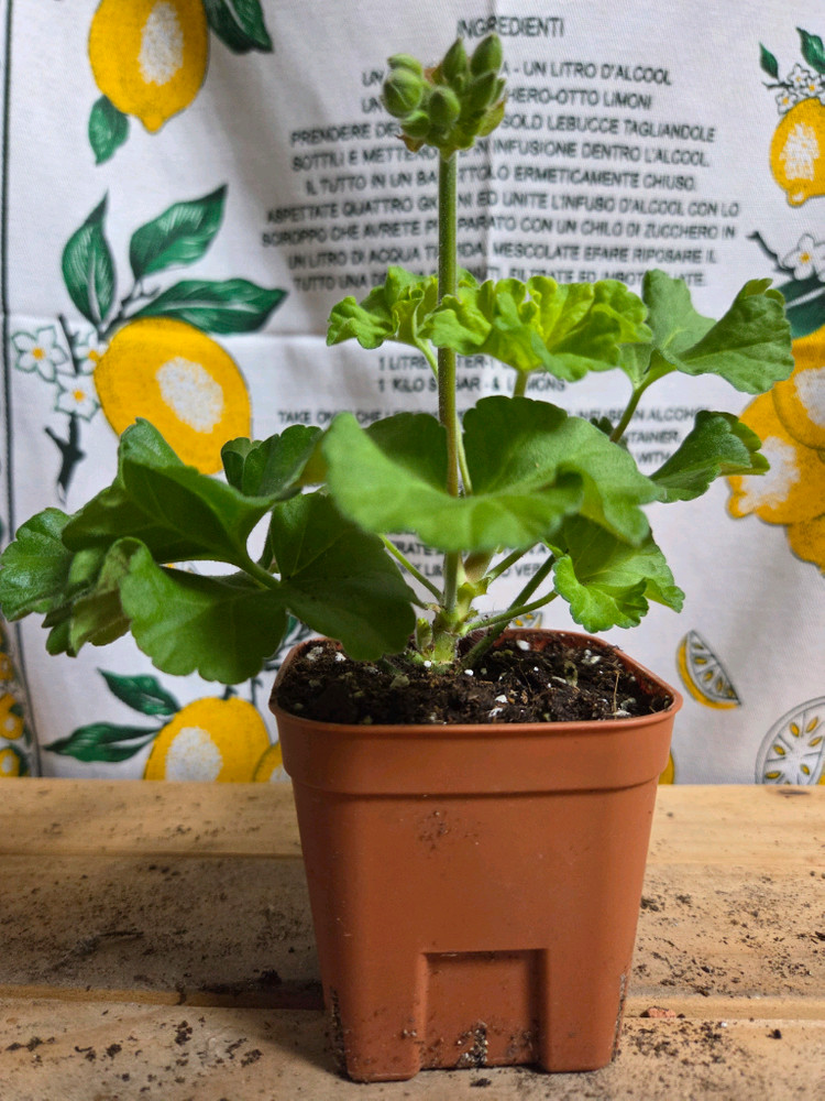 제라늄 2종분양 ㅡ 제우스의꽃 ㆍ유벨라--1