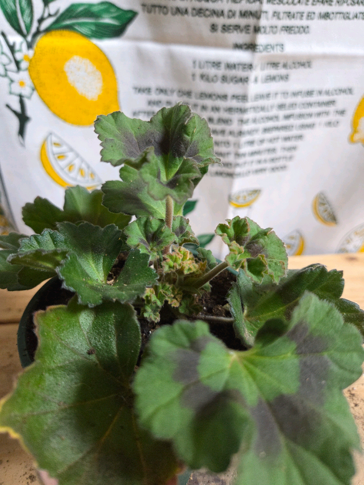 제라늄 2종분양 ㅡ 제우스의꽃 ㆍ유벨라--2