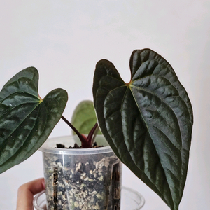 안스리움 나이트퀸