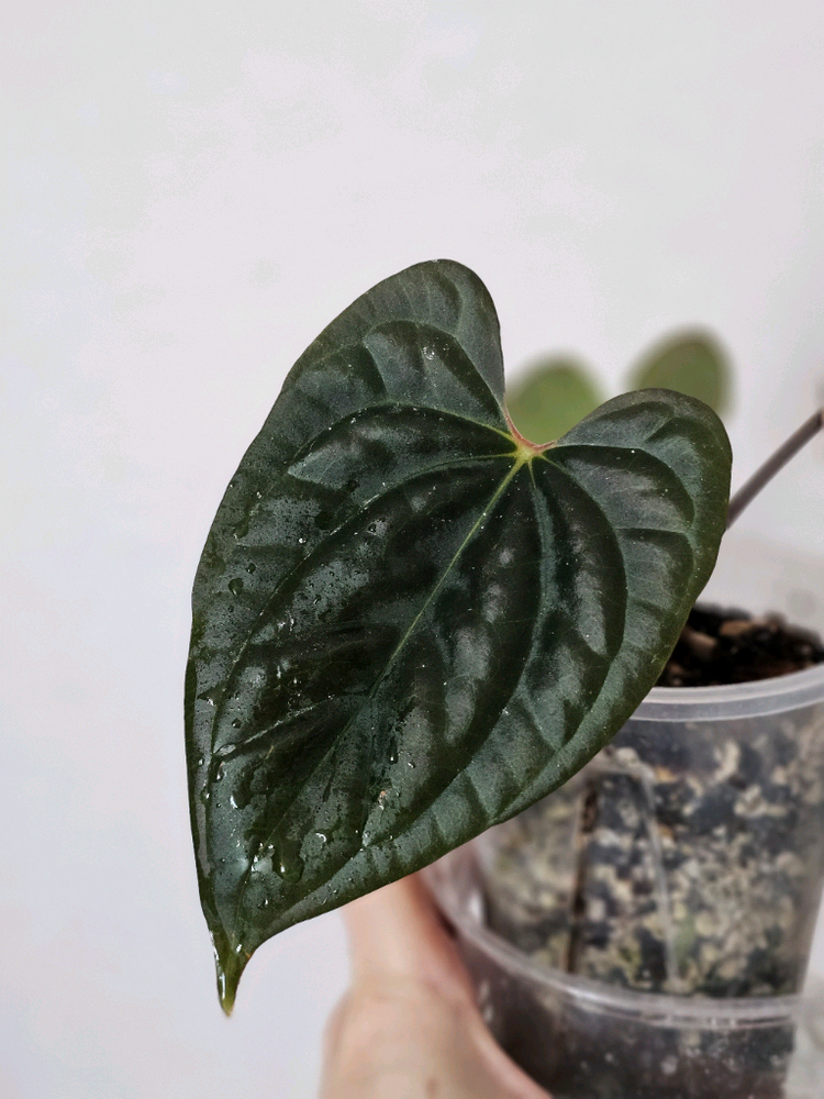 안스리움 나이트퀸--1