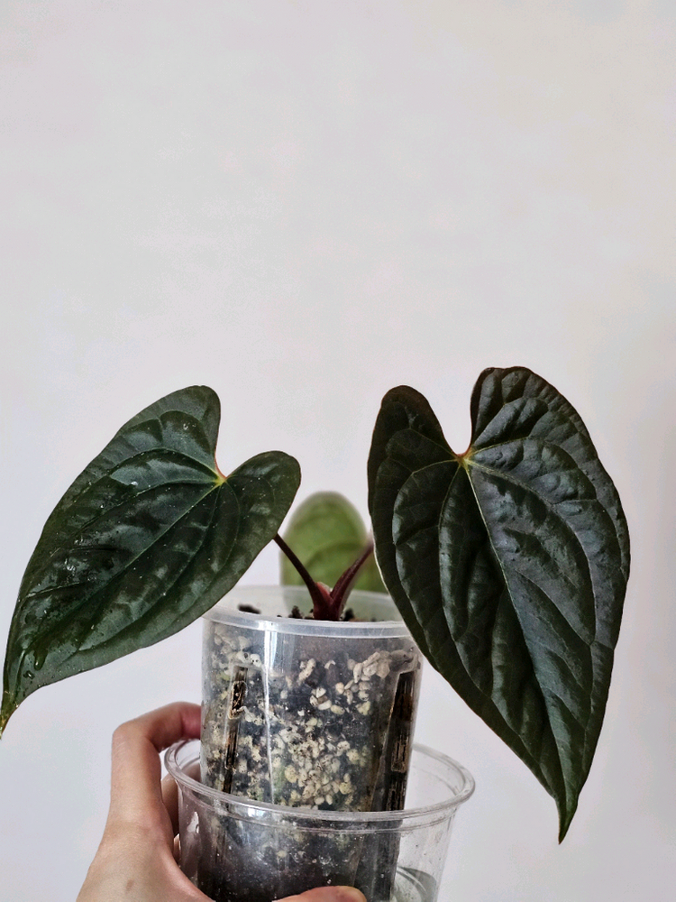 안스리움 나이트퀸--5