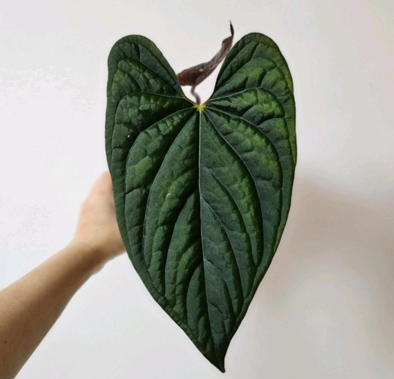 안스리움 나이트퀸--6