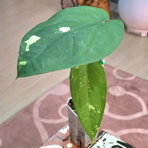 싱고니움 치아펜스 바리에가타