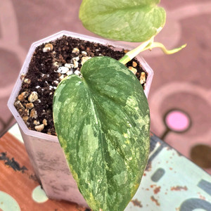 스킨답서스 실버사틴 바리에가타