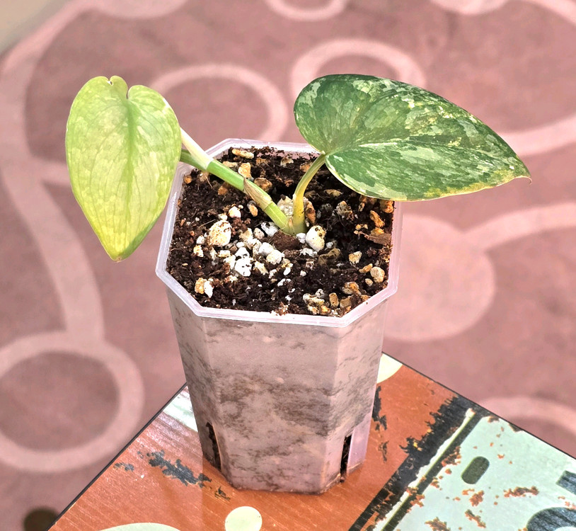 스킨답서스 실버사틴 바리에가타--1