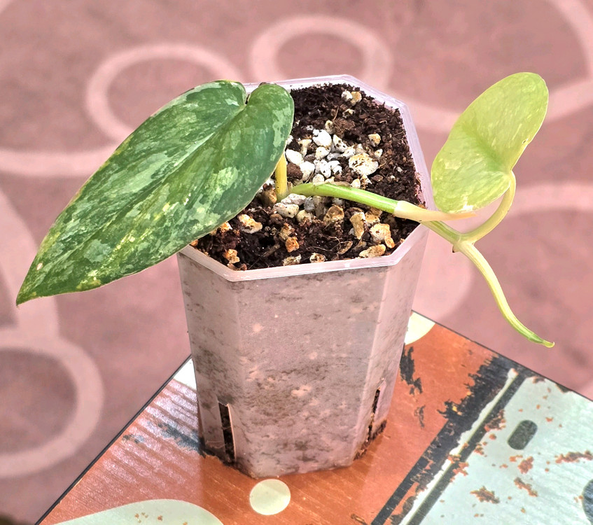 스킨답서스 실버사틴 바리에가타--2