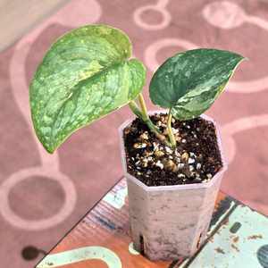 스킨답서스 실버사틴 바리에가타