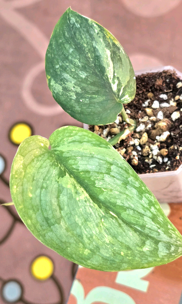 스킨답서스 실버사틴 바리에가타--1