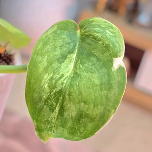 스킨답서스 실버사틴 바리에가타