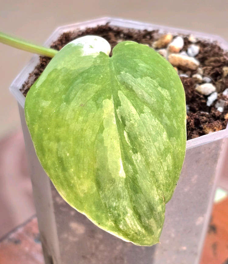 스킨답서스 실버사틴 바리에가타--2