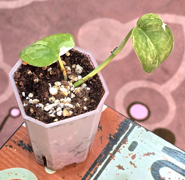 스킨답서스 실버사틴 바리에가타--3