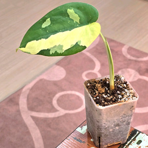 싱고니움 치아펜스 바리에가타