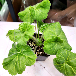 심 아몬드꽃잎 제라늄