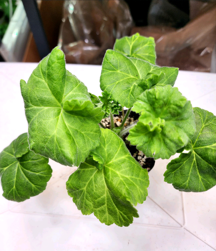 심 아몬드꽃잎 제라늄--3