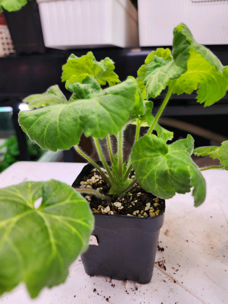 심 아몬드꽃잎 제라늄--4