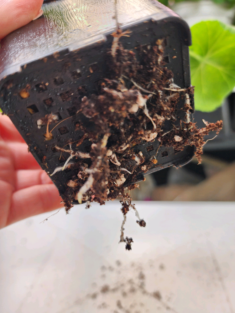 심 아몬드꽃잎 제라늄--5