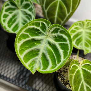 안스리움 도라야끼실버 #1