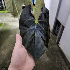 안스리움 레이븐하트 포게티 다크폼 대품