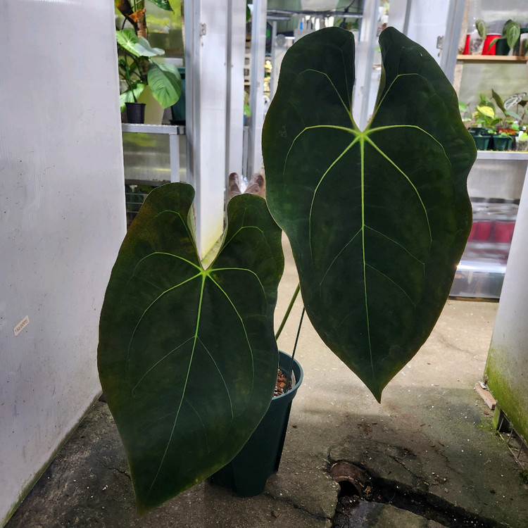 안스리움 레이븐하트 포게티 다크폼 대품--1