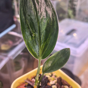 스킨답서스트루비다크폼바리에가타