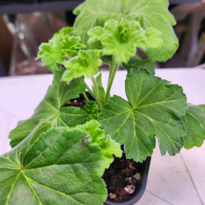 디아즈 메리디아나 제라늄